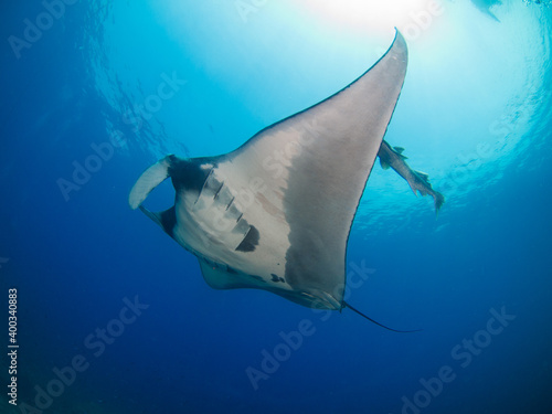 Oceanic manta ray swimming in the blue  Koh Tachai  Similan  Thailand 