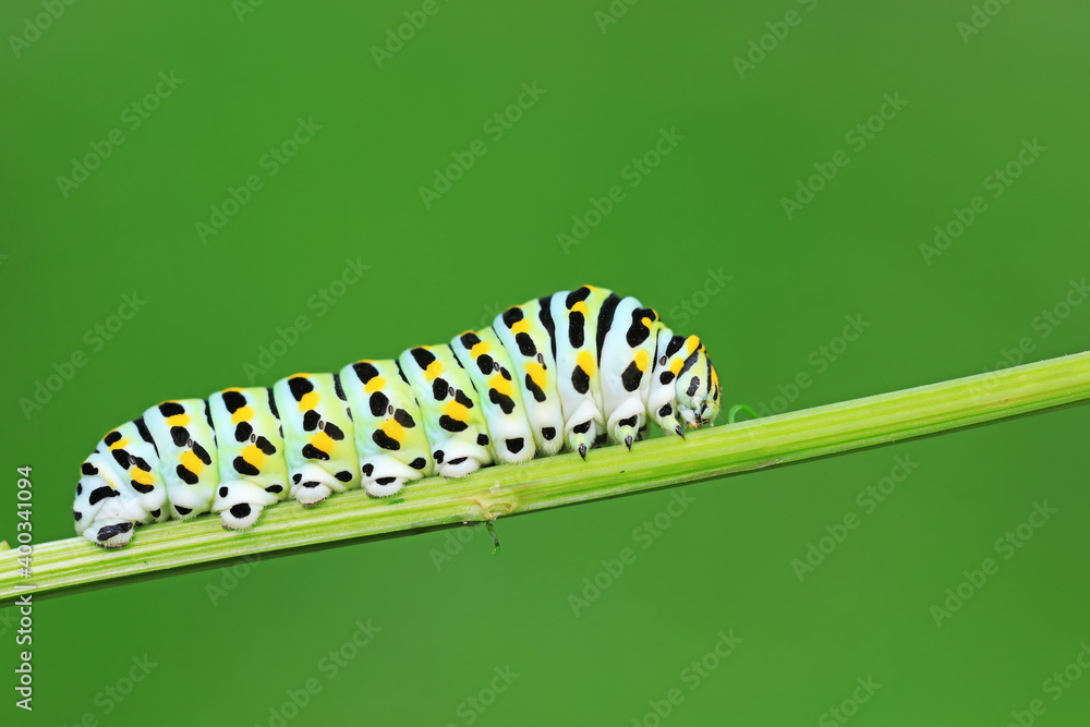 Larvae of the Golden Phoenix butterfly on wild plants, North China