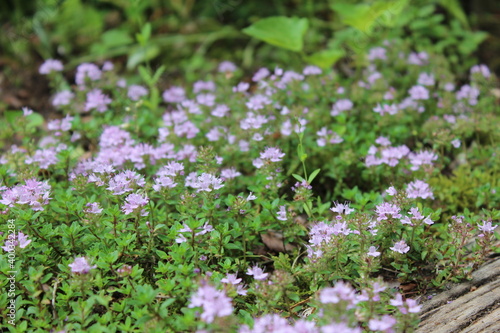 イブキジャコウソウ　薬師池公園(東京・町田）にて