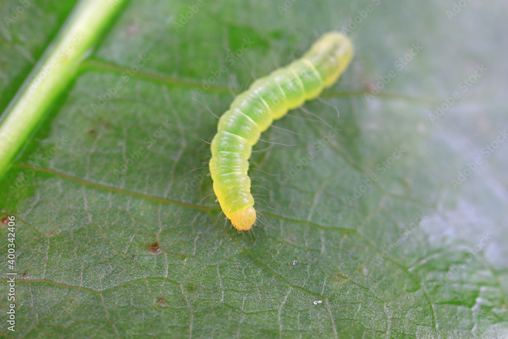 Fototapeta premium Lepidoptera larvae on wild plants, North China
