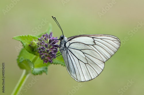 Aporia crataegi butterfly on a wild flower early in the morning waiting for the first rays of the sun