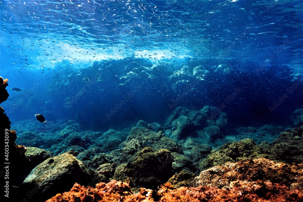 Beautiful Underwater landscape