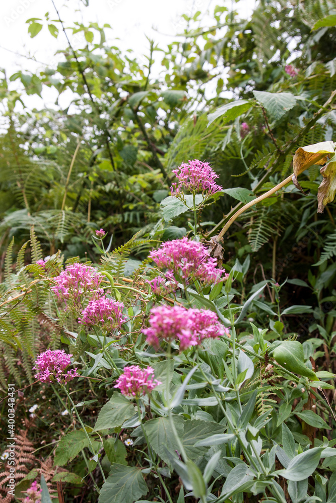 Fototapeta premium Blüten auf Madeira