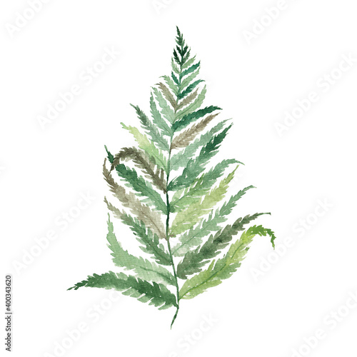 Watercolor green fern leaf isolated on white background. Botanical illustration. Forest, tropics.