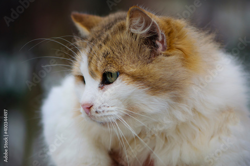 Close-up of a long-haired cat's face with large green eyes, selective focus. cat head, beautiful, fluffy, domestic cat, portrait