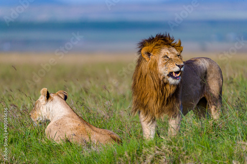 Lions mating in the wild