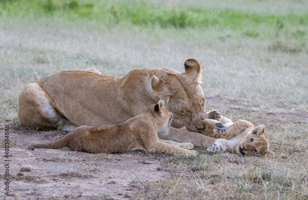Lioncubs do what cubs always does, play! Lioncubs do what cubs always does, play!