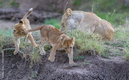 Fototapeta Naklejka Na Ścianę i Meble -  Lioncubs do what cubs always does, play!