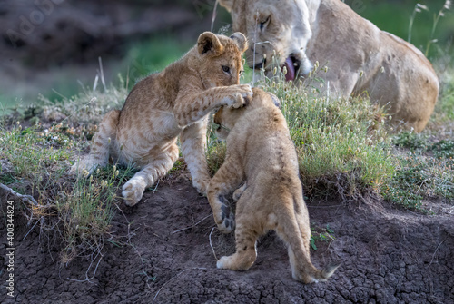 Lioncubs do what cubs always does, play!