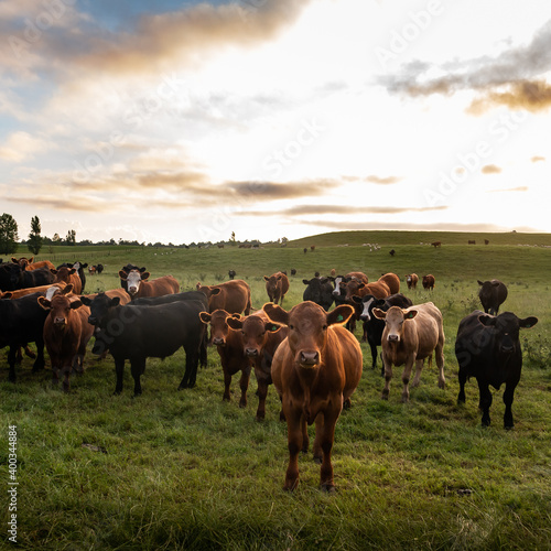 herd of cows coming towards the camera in a sunset 