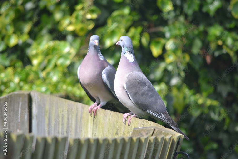 Obraz premium pigeon on a fence