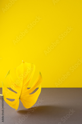 Wallpaper Mural Yellow leaf of home flower Monstera close-up illuminated on trendy gray and yellow background, trendy colors of the year Torontodigital.ca