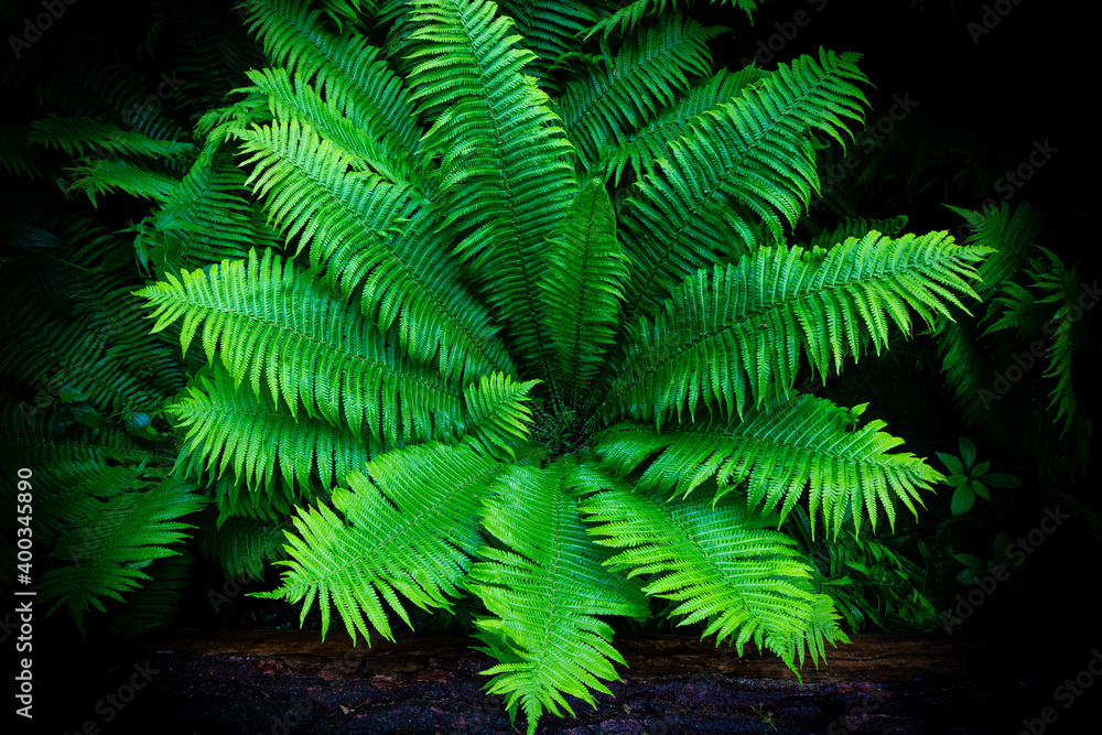 Obraz premium huge ferns close to dam and castle Kriebstein, death wood covered with fern, saxony, Germany