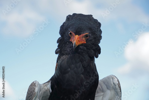 Der afrikanische Adler, genannt Gaukler, Portrait aus der Froschperspektive, Terathopius ecaudatus photo