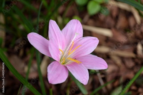 purple crocus flower