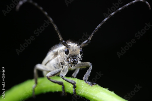 Longicorn beetles on wild plants, North China