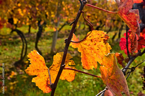 Grapevine leaves  fall sason nature photo