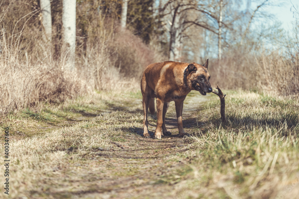 Belgischer Schäferhund, steht auf einem Waldweg und hat ein Stück Holz im Mund. Querformat Belgischer Schäferhund, steht auf einem Waldweg und hat ein Stück Holz im Mund. Querformat
