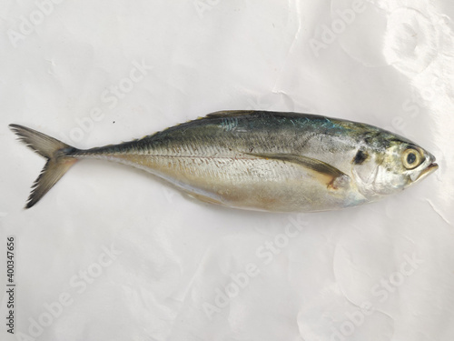 Close up view of fresh Torpedo Scad Fish Isolated on white background,Selective focus. photo