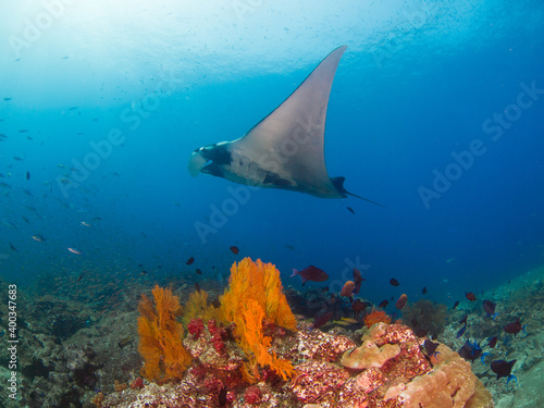 Oceanic manta ray swimming in a coral reef (Koh Tachai, Similan, Thailand)