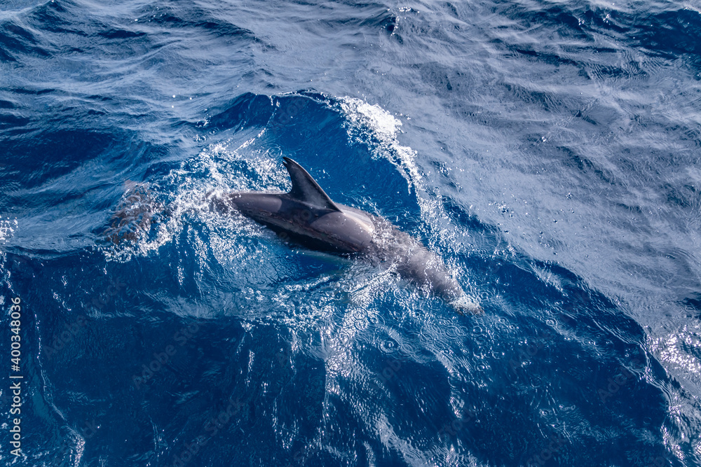 Fototapeta premium dolphin diving into the pacific ocean