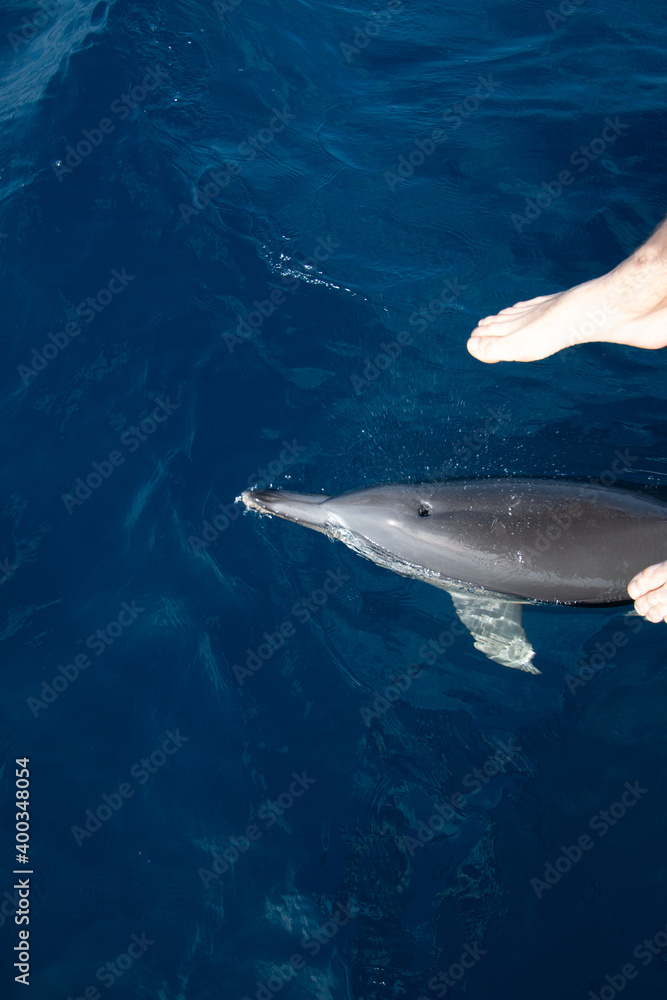 Naklejka premium dolphin swimming under the feet