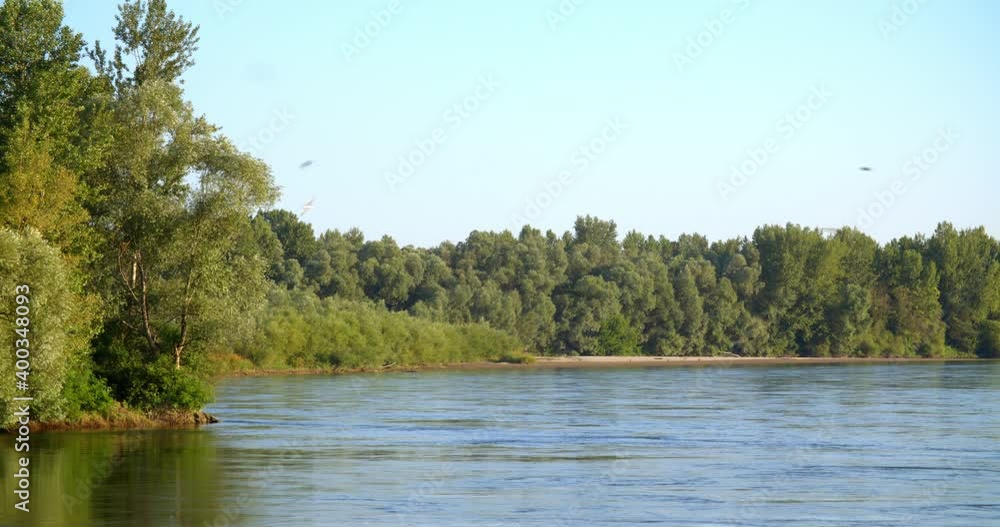 Sand martin in the colony on the steep river banks of the Drava River Sand martin in the colony on the steep river banks of the Drava River