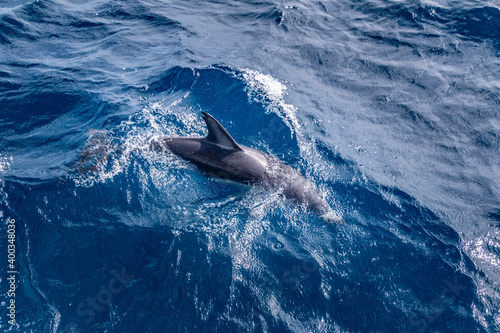 dolphin diving into the pacific ocean