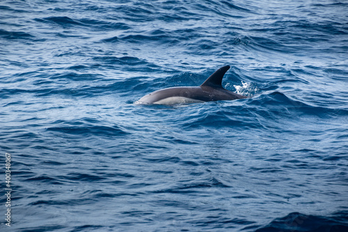 dolphins side in the pacific ocean