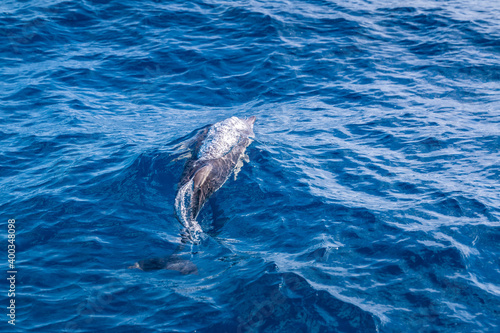 dolphin blows air when surfacing © Seppo
