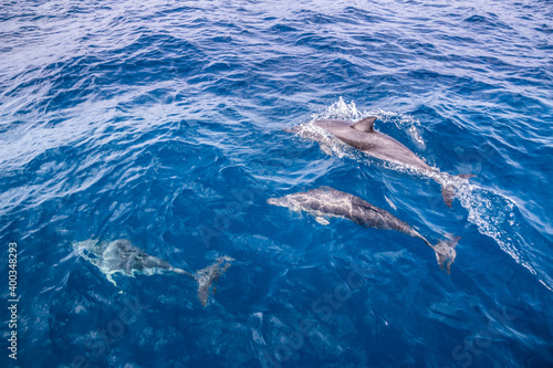 young dolphin with an adult in the pacific ocean