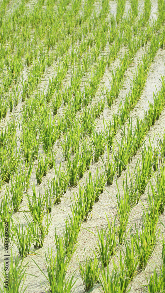 Green watered rice fields near Denpasar on Bali Island in Indonesia. Green watered rice fields near Denpasar on Bali Island in Indonesia.