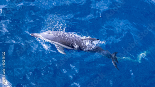 dolphin in the clear pacific ocean