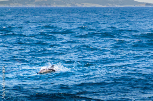 a single dolphin in the ocean