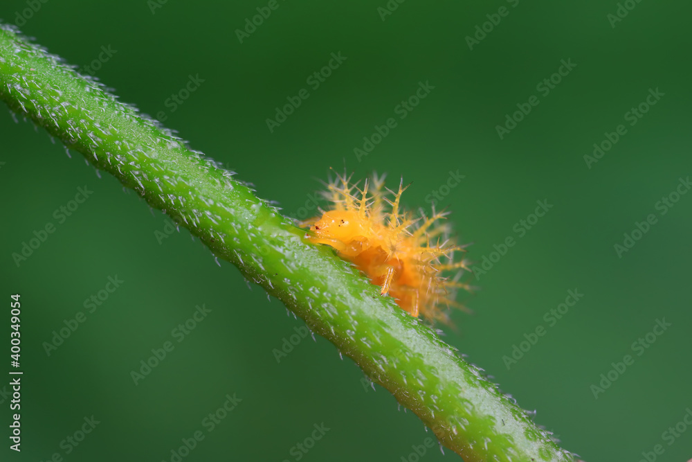 Fototapeta premium Ladybug larvae live on weeds