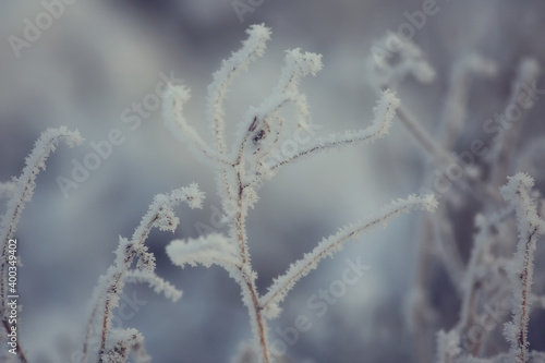 winter forest landscape covered with snow, december christmas nature white background © kichigin19