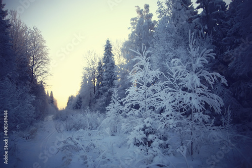 winter forest landscape covered with snow, december christmas nature white background © kichigin19