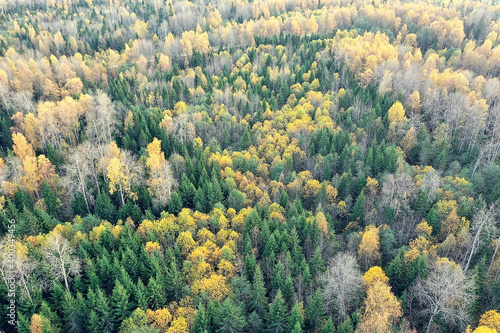 autumn forest landscape, view from a drone, aerial photography viewed from above in October park