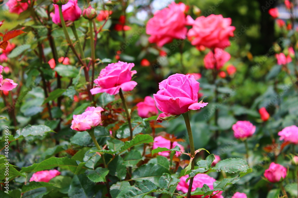 薔薇(相模原北公園) 薔薇(相模原北公園)