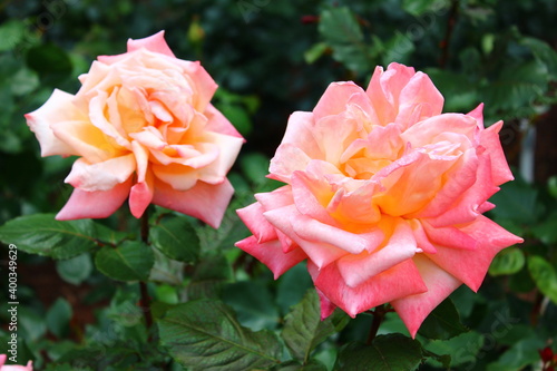 薔薇(相模原北公園） photo