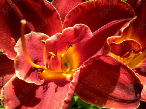 Background of beautiful bright red daylily lily flowers close-up macro in a summer garden.