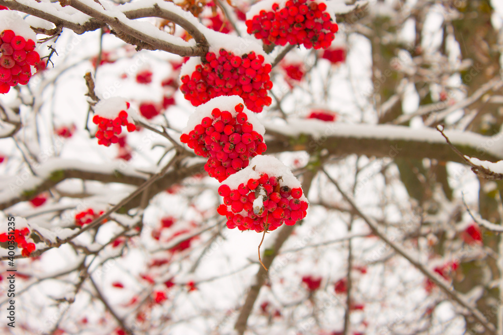 there is snow on the berries of the red rowan