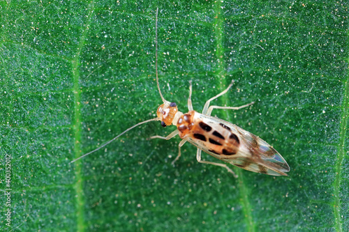 psocoptera crawl on green plants photo