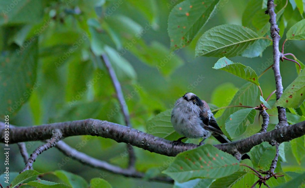 Long-tailed Tit (Aegithalos caudatus), Greece Long-tailed Tit (Aegithalos caudatus), Greece