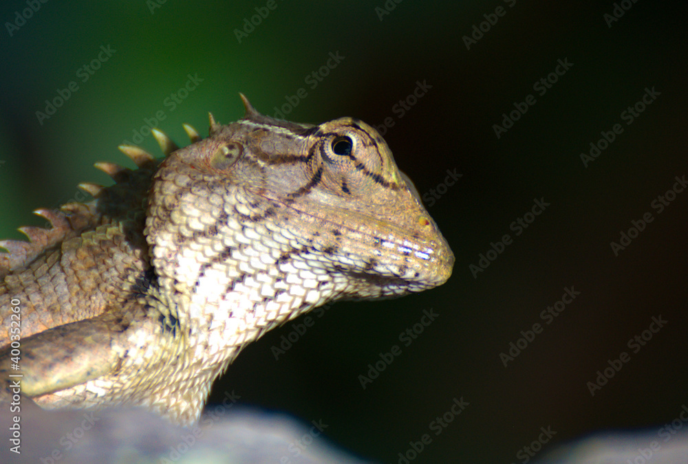 Fototapeta premium close shot of a kerala chameleon