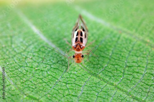 psocoptera crawl on green plants photo