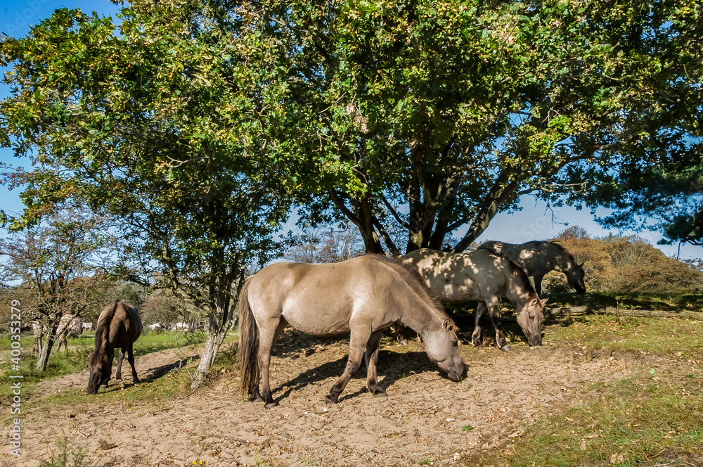 Fototapeta premium konik horses in the field