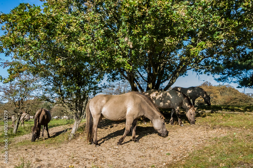 konik horses in the field