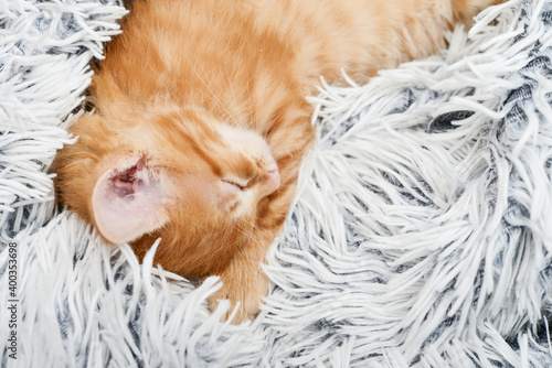Cute little ginger kitten sleeps