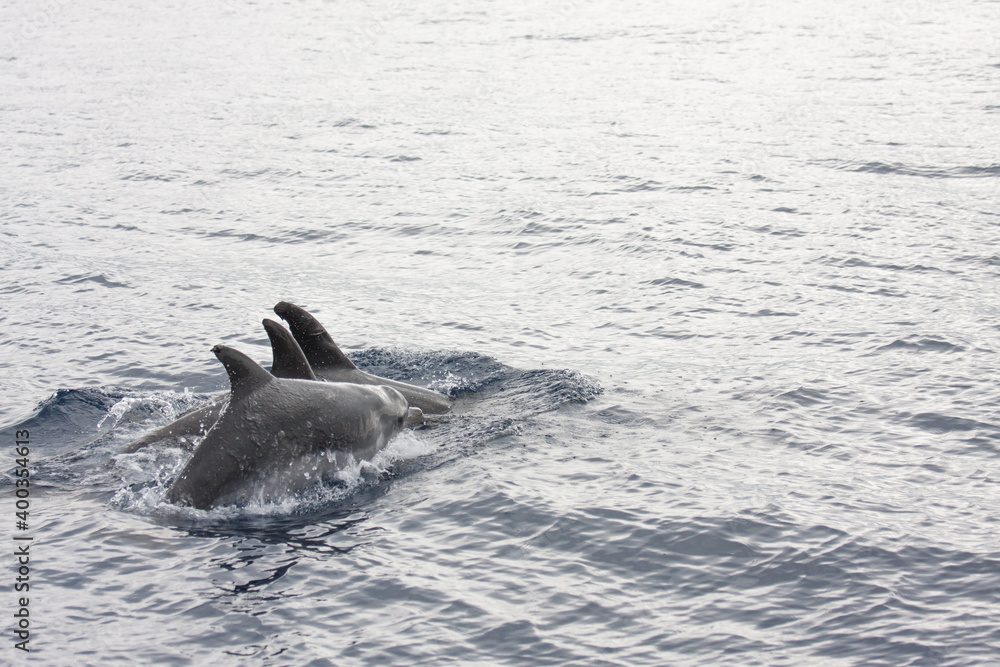 Fototapeta premium Delphine vor Madeira